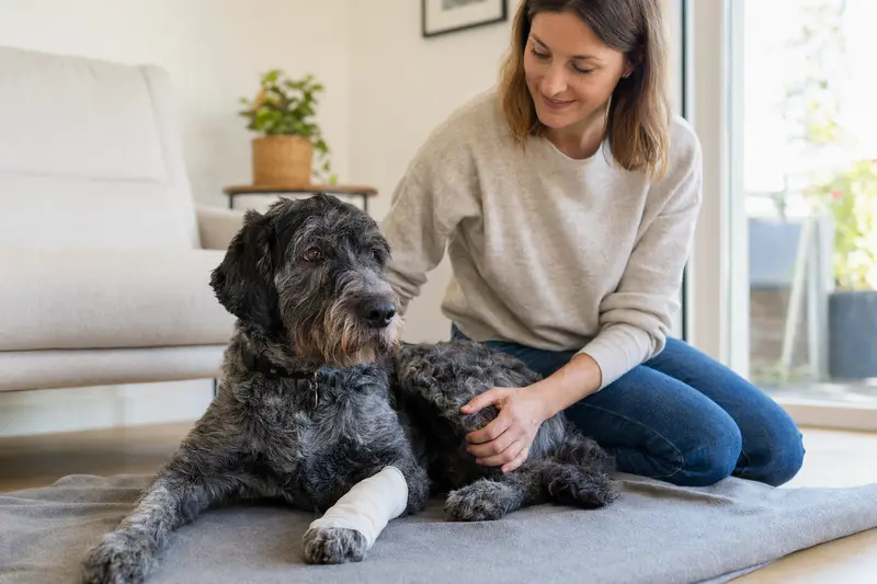 Ein Perdigueiro Portugues Hund mit leicht verbundenem Pfötchen liegt ruhig auf einer Decke neben seinem erleichterten Besitzer in einer hellen Wohnung.