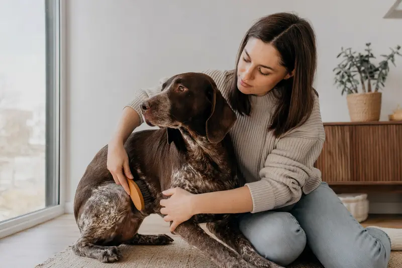Ein Perdiguero Navarro Hund wird in einer hellen Wohnung sanft gebürstet, während sein Besitzer liebevoll die Fellpflege übernimmt.