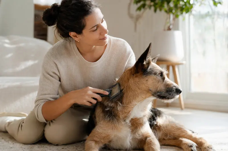 Ein Perro Bardino Majorero wird in einer hellen Wohnung sanft gebürstet, während sein Besitzer aufmerksam die Fellpflege übernimmt.