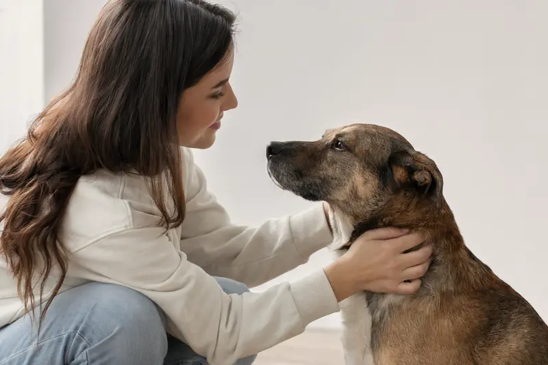 Ein aufmerksam stehender Perro Criollo Hund in natürlicher Haltung vor hellem Hintergrund.