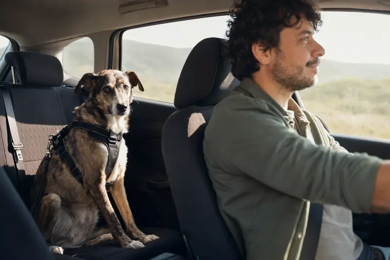 Ein Perro Criollo sitzt sicher angeschnallt auf der Rückbank eines Autos, während der Besitzer ruhig fährt.