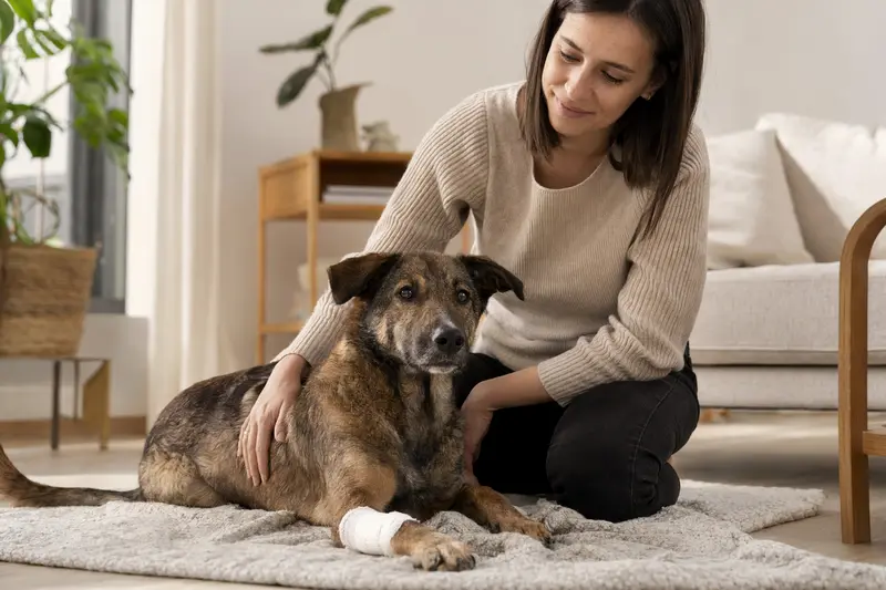 Ein Perro Criollo Hund mit leicht verbundenen Pfote liegt ruhig auf einer Decke, während sein Besitzer erleichtert neben ihm sitzt.