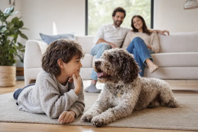 Ein Perro de agua Americano liegt entspannt neben einem Kind im hellen Wohnzimmer, während die Eltern im Hintergrund eine sichere Familienatmosphäre schaffen.