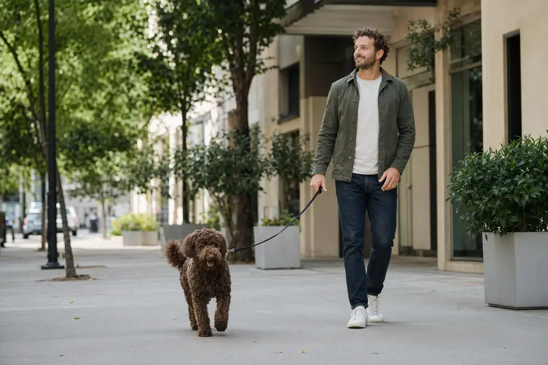 Ein Perro de agua Americano läuft an der Leine entspannt mit seinem Besitzer durch eine saubere moderne Stadtstraße.