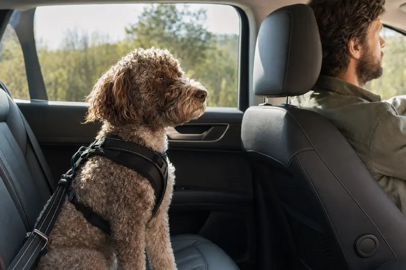 Ein Perro de agua Americano sitzt sicher angeschnallt auf der Rückbank eines Autos, während der Besitzer ruhig fährt und Sonnenlicht durch das Fenster fällt.