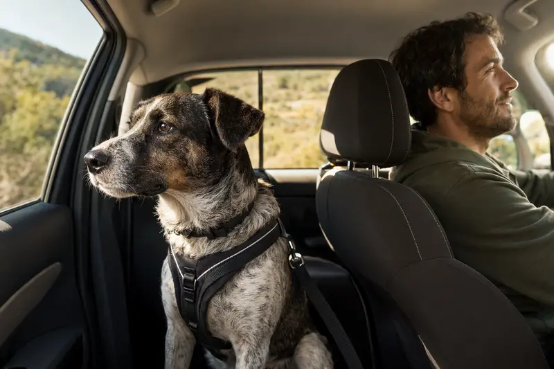 Ein sicher angeschnallter Perro de Ganado Majorero sitzt auf der Rückbank eines Autos, während der Besitzer ruhig fährt und Sonnenlicht durch das Fenster fällt.