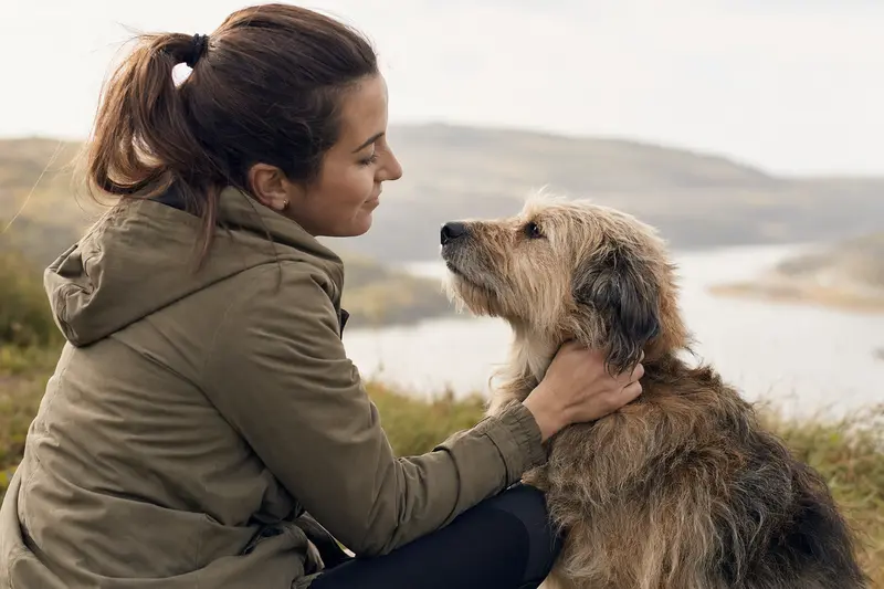 Ein aufmerksam stehender Perro de los Paramos Hund vor hellem Hintergrund, als realistisches Hundeporträt im seriösen Ratgeberstil.