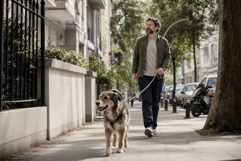 Ein Perro de los Paramos läuft an der Leine mit seinem Besitzer durch eine saubere, moderne Stadtstraße.