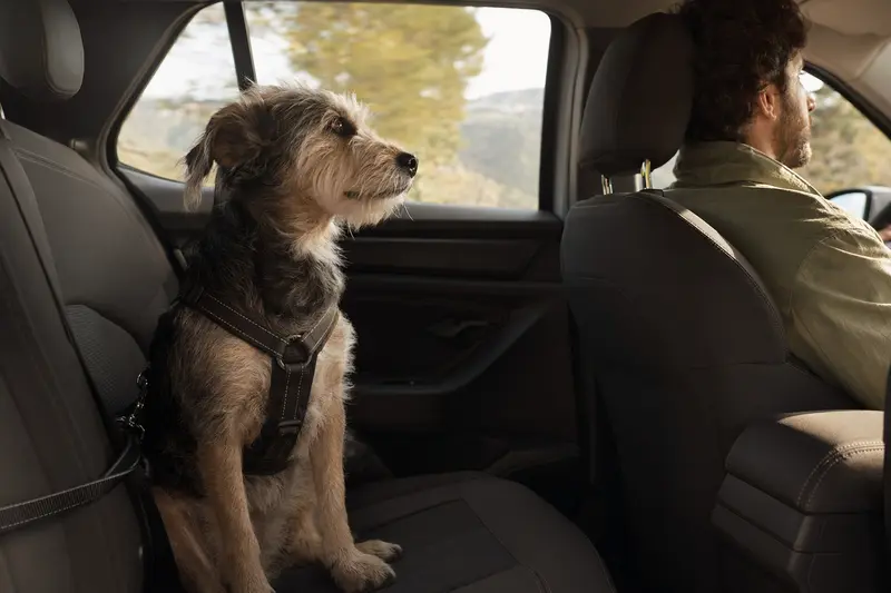 Ein Perro de los Paramos sitzt sicher angeschnallt auf der Rückbank eines Autos, während der Besitzer ruhig fährt und Sonnenlicht durch das Fenster fällt.