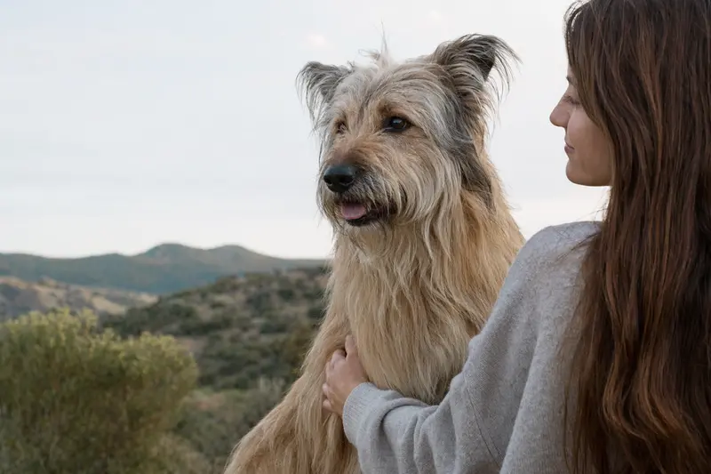 Aufmerksamer Perro de Pastor Catalan im natürlichen Stand vor hellem Hintergrund als realistisches Hundeporträt.