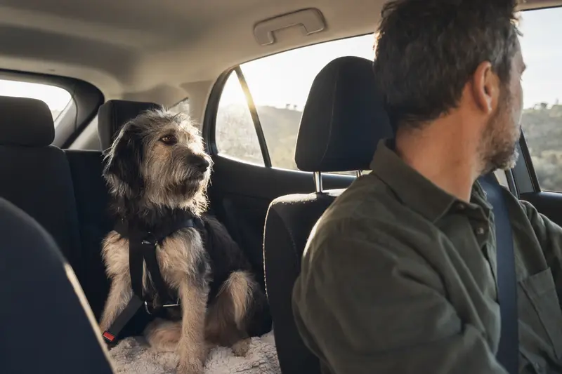 Ein Perro de Pastor Catalan sitzt sicher angeschnallt auf der Rückbank eines Autos und vermittelt verantwortungsvolle Hundesicherung im Alltag.