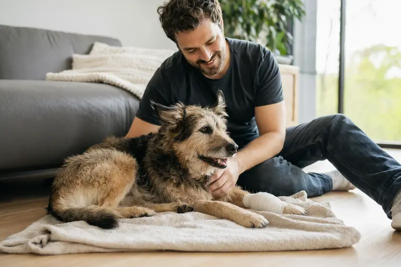 Perro de Pastor Catalan mit leicht verbandener Pfote liegt ruhig auf einer Decke, während sein Besitzer neben ihm erleichtert sitzt.