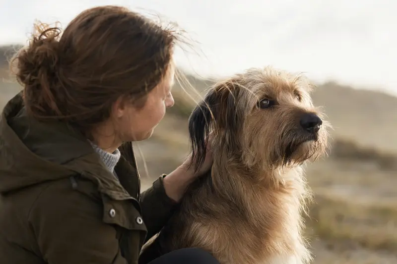 Aufmerksamer Perro de Pastor Mallorquin in natürlicher Haltung vor hellem Hintergrund als professionelles Hundeporträt.