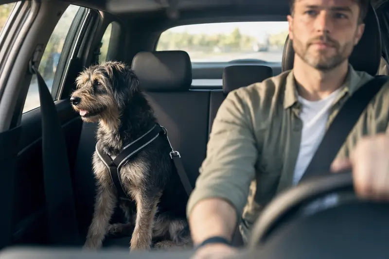 Ein Perro de Pastor Mallorquin sitzt sicher angeschnallt auf der Rückbank eines Autos, während der Besitzer ruhig fährt.