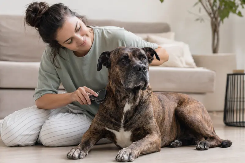 Ein Perro de Presa Canario wird in einer hellen Wohnung sanft gebürstet, während sich der Besitzer liebevoll um die Fellpflege kümmert.