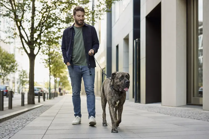 Ein Perro de Presa Canario läuft an der Leine entspannt mit seinem Besitzer durch eine moderne Stadtstraße.