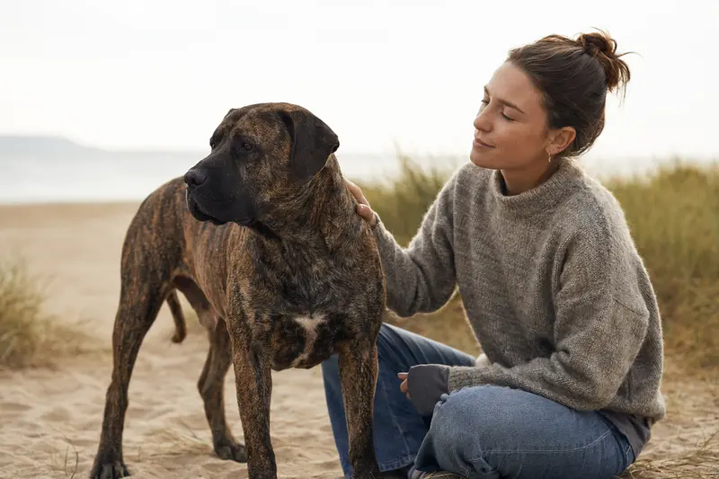 Aufmerksam stehender Perro de Presa Mallorquin vor hellem Hintergrund als realistisches Hundeportrait.