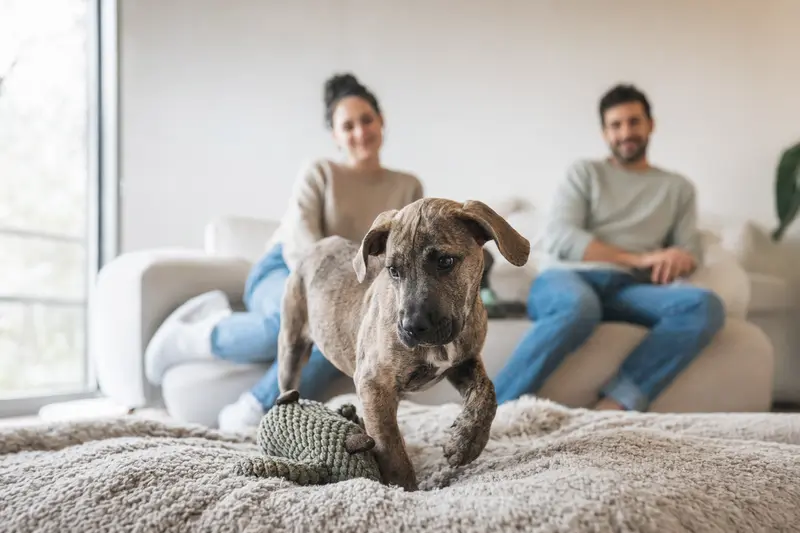 Ein neugieriger Perro de Presa Mallorquin Welpe erkundet seine helle Wohnung mit liebevoller Familie im Hintergrund.