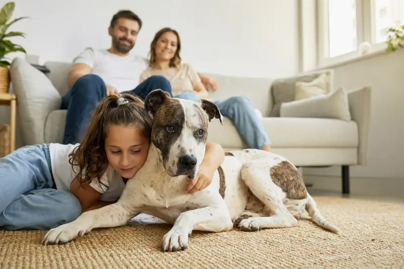 Ein freundlicher Perro Dogo Mallorquin liegt entspannt neben einem Kind im hellen Wohnzimmer, während die Eltern im Hintergrund eine sichere Familienatmosphäre schaffen.