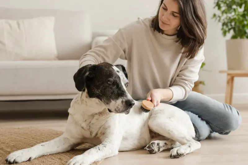 Ein Perro Dogo Mallorquin wird in einer hellen Wohnung sanft gebürstet, während sein Besitzer liebevoll die Fellpflege übernimmt.