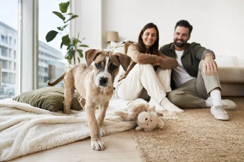 Ein neugieriger Perro Dogo Mallorquin Welpe erkundet seine neue, freundliche Wohnung mit einer liebevollen Familie im Hintergrund.