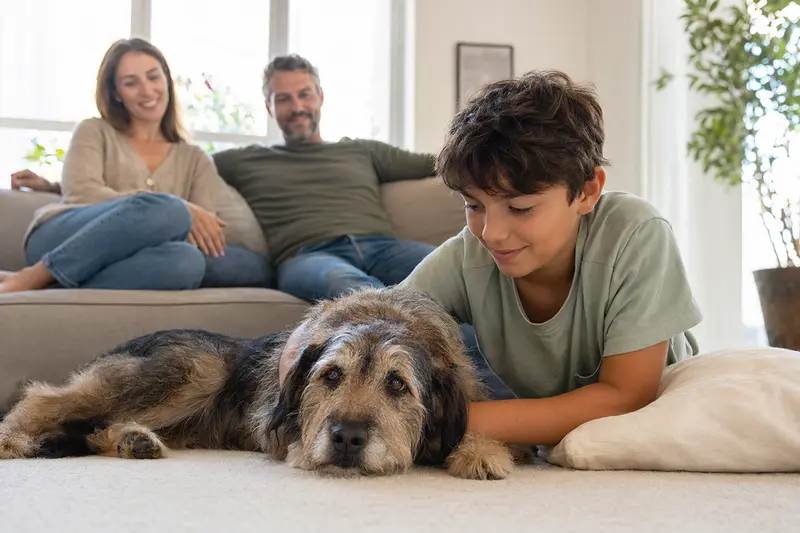 Ein freundlicher Perro-Gaucho-Hund liegt entspannt neben einem Kind im Wohnzimmer, während die Eltern im Hintergrund eine sichere Familienatmosphäre schaffen.