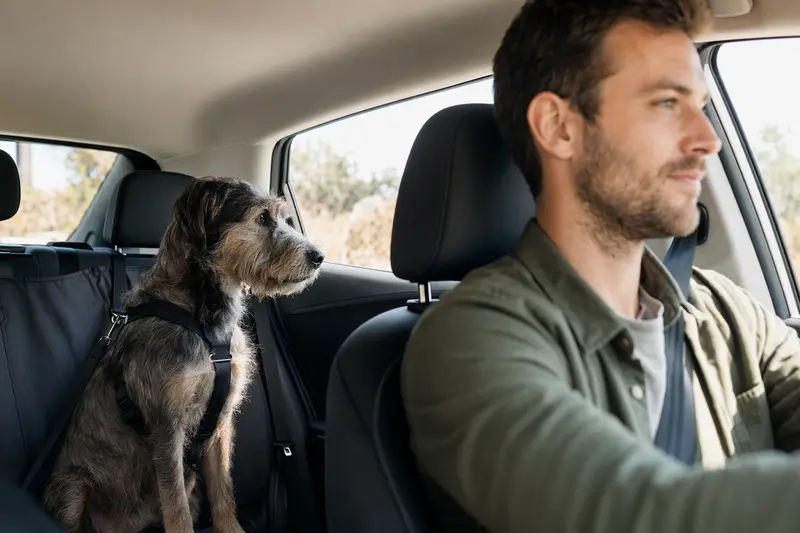 Ein Perro Gaucho sitzt sicher angeschnallt auf der Rückbank eines Autos, während der Besitzer ruhig fährt.