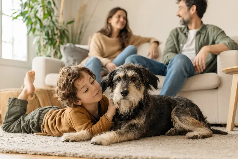 Ein freundlicher Perro Gocho Hund liegt entspannt neben einem Kind im hellen Wohnzimmer einer Familie.