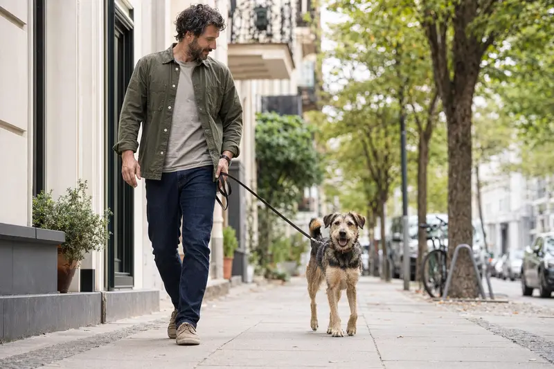 Ein Perro Gocho Hund läuft an der Leine mit seinem Besitzer durch eine moderne Stadtstraße im Alltag.