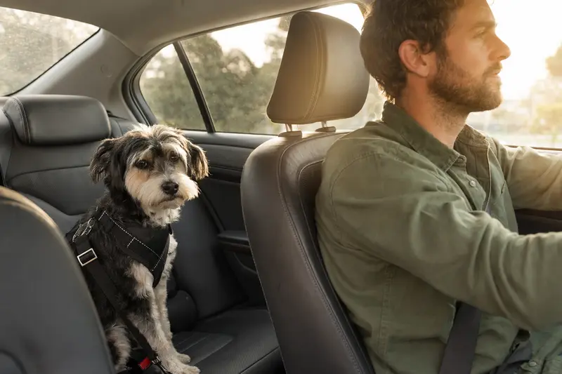 Ein Perro Gocho sitzt sicher angeschnallt auf der Rückbank eines Autos, während der Fahrer ruhig fährt und Sonnenlicht durch das Fenster fällt.