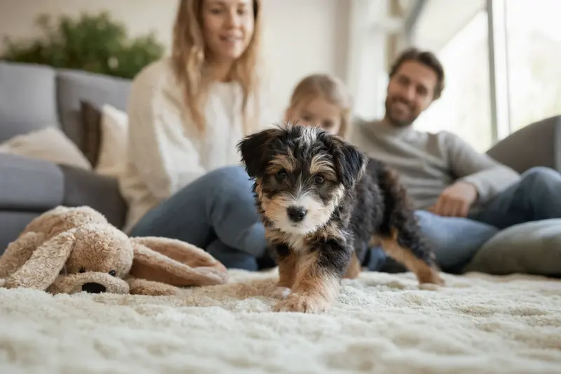 Ein neugieriger Perro Gocho Welpe erkundet seine neue Wohnung mit einer weichen Decke und Spielzeug im Vordergrund.