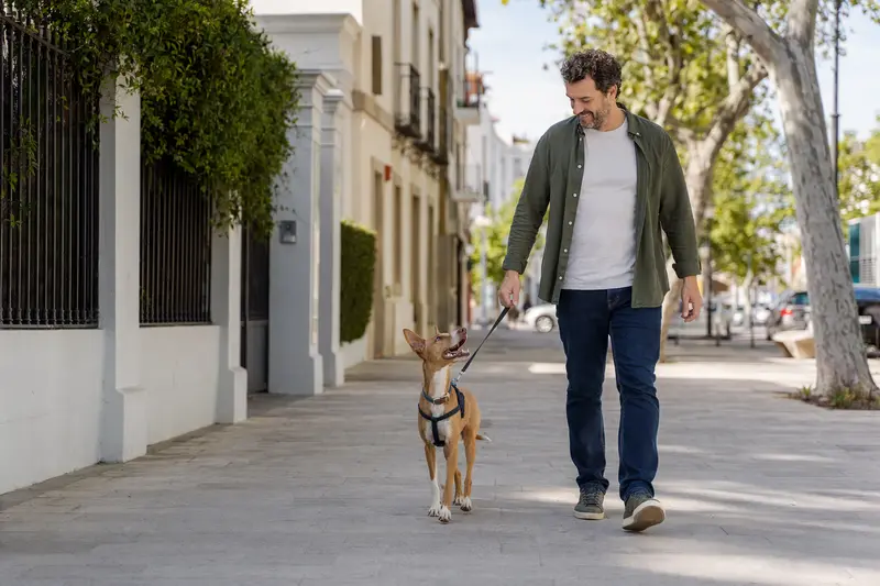 Ein Perro Majorero läuft an der Leine mit seinem Besitzer durch eine freundliche moderne Stadtstraße.