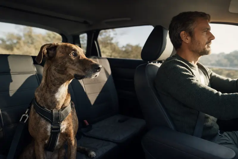 Ein Perro Majorero sitzt sicher angeschnallt auf der Rückbank eines Autos, während der Besitzer ruhig fährt und Sonnenlicht durch das Fenster fällt.