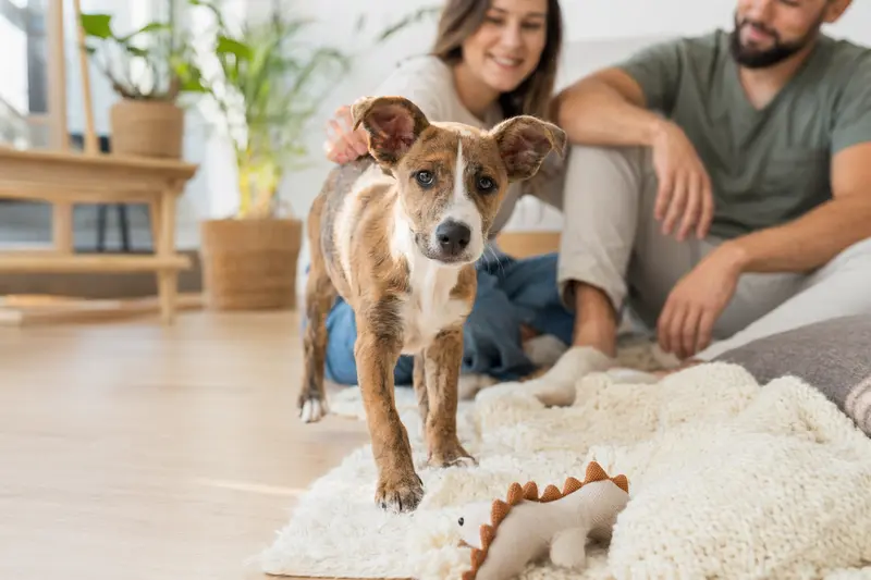 Ein neugieriger Perro Majorero Welpe erkundet seine 새 Umgebung mit weicher Decke und Spielzeug, während seine liebevolle Familie im Hintergrund zu sehen ist.