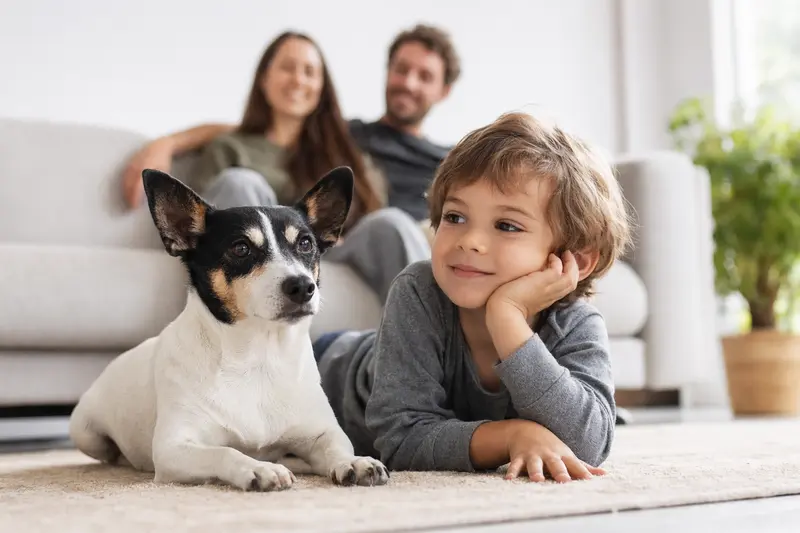 Ein Perro Ratonero Bodeguero liegt entspannt neben einem Kind im hellen Wohnzimmer einer Familie.