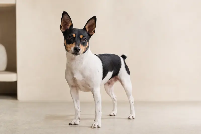 Ein aufmerksamer Perro Ratonero Bodeguero steht in natürlicher Haltung vor hellem Hintergrund.