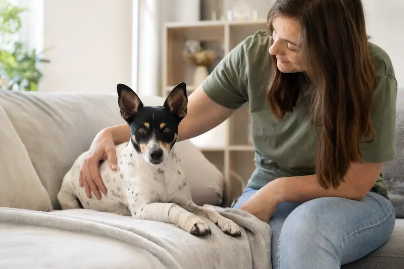 Ein Perro Ratonero Bodeguero mit leicht verbundenen Pfote liegt ruhig auf einer Decke, während sein Besitzer daneben erleichtert sitzt.