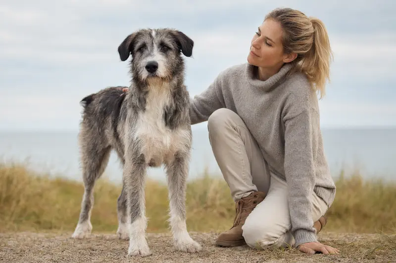 Aufmerksam stehender Perro Turco Hund in natürlicher Haltung vor hellem Hintergrund, als realistisches Tierportrait mit weichem Licht.