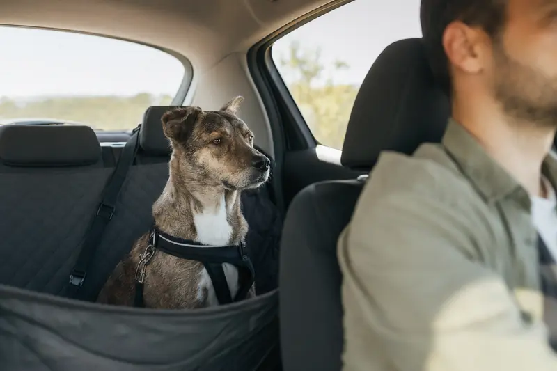 Ein Perro Turco sitzt sicher angeschnallt auf der Rückbank eines Autos, während seine Besitzerin ruhig fährt.