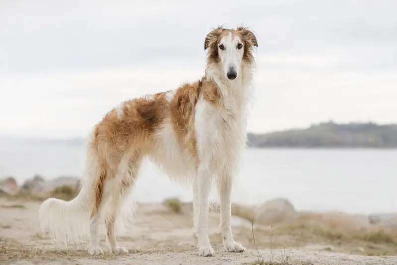 Persischer Windhund in aufmerksamer Haltung vor hellem Hintergrund als realistisches Tierportrait.