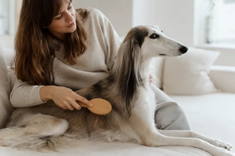 Ein Persischer Windhund wird zuhause liebevoll gebürstet und gepflegt, was die verantwortungsvolle Fellpflege bei Hunden betont.
