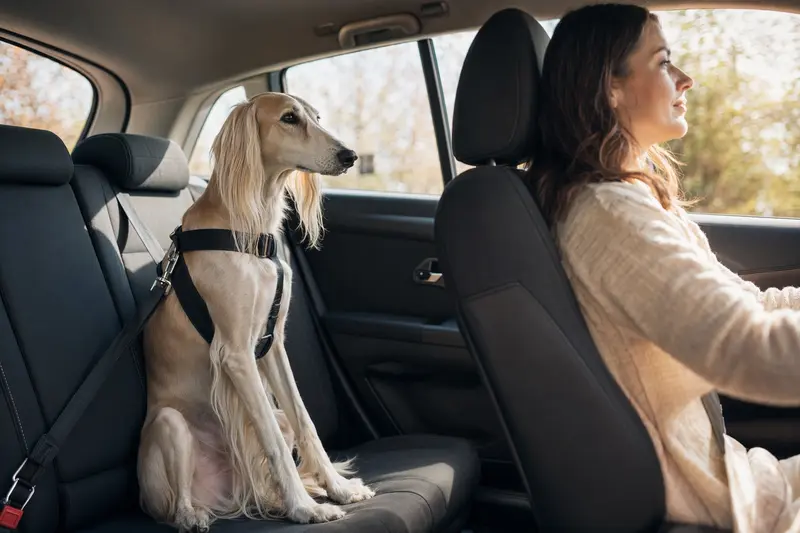 Ein Persischer Windhund sitzt sicher angeschnallt auf der Rückbank eines Autos, während sein Besitzer ruhig fährt.
