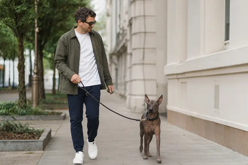 Ein Peruanischer Nackthund läuft an der Leine mit seinem Besitzer durch eine moderne Stadtstraße.