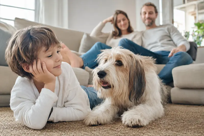 Ein Petit Basset Griffon Vendéen Hund liegt entspannt neben einem Kind im Wohnzimmer und strahlt eine harmonische Familienatmosphäre aus.