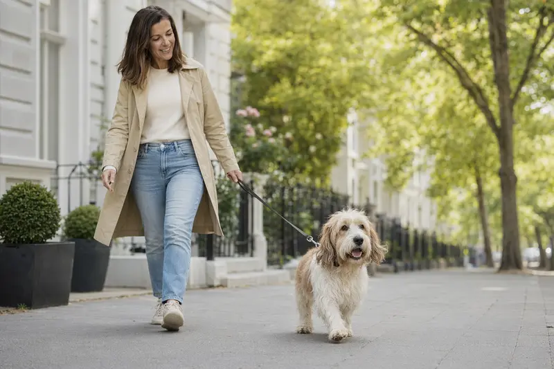 Ein Petit Basset Griffon Vendéen Hund läuft entspannt an der Leine mit seinem Besitzer durch eine moderne Stadtstraße.