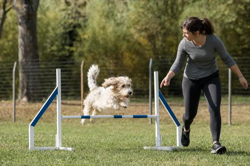 Ein Petit Basset Griffon Vendéen springt beim Hundetraining mit seinem Besitzer über eine kleine Hürde auf dem Hundeplatz.