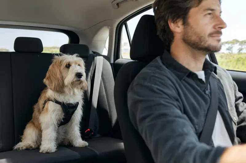 Ein Petit Basset Griffon Vendéen Hund sitzt sicher angeschnallt auf der Rückbank eines Autos, während der Besitzer fährt.