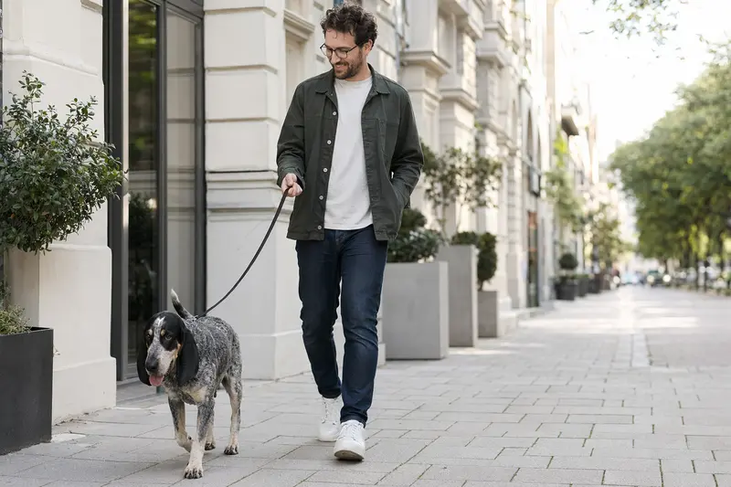 Ein Petit Bleu de Gascogne Hund läuft entspannt an der Leine mit seinem Besitzer durch eine moderne Stadtstraße.
