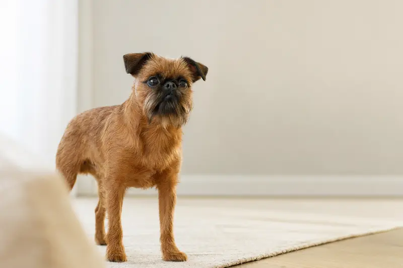 Ein aufmerksamer Petit Brabancon Hund steht in natürlicher Haltung vor hellem Hintergrund als realistisches Tierportrait.