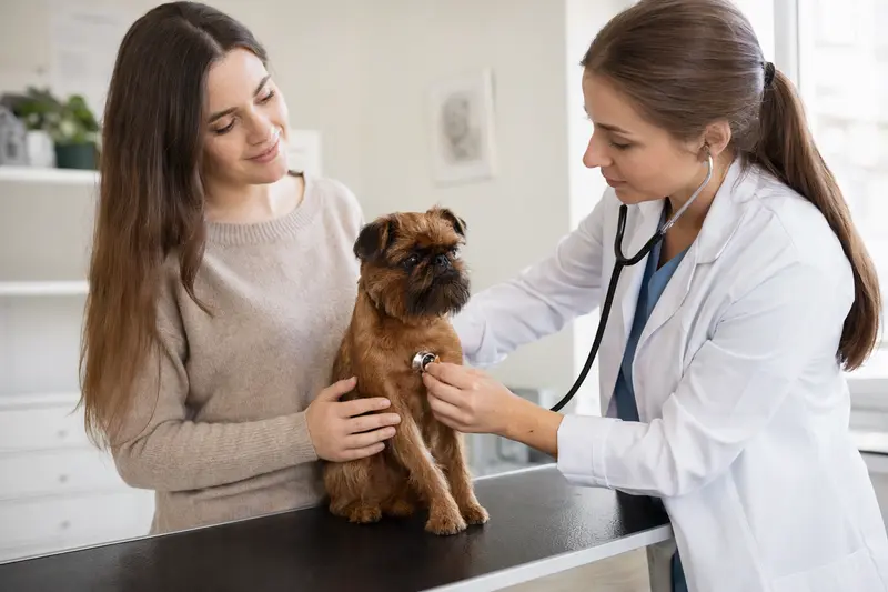 Ein Petit Brabancon Hund wird von einer freundlichen Tierärztin auf einem Untersuchungstisch in einer modernen Praxis untersucht.